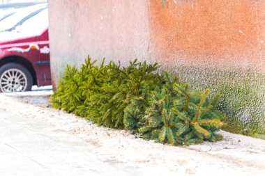 Noel ağacı çöpe atılan