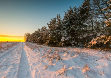 Güzel kış alanları ve ağaçlar manzara
