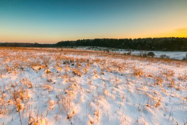 Güzel kış alanları ve ağaçlar manzara