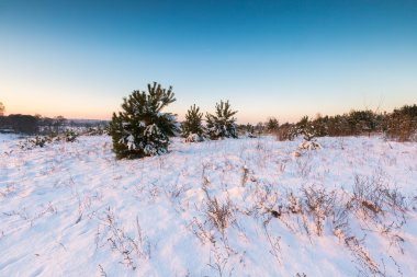 Güzel kış alanları ve ağaçlar manzara