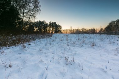 Güzel kış alanları ve ağaçlar manzara