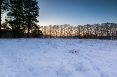 Güzel kış alanları ve ağaçlar manzara
