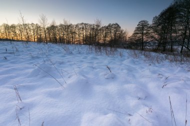Güzel kış alanları ve ağaçlar manzara