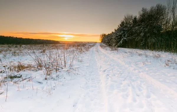 Hermosos campos de invierno y árboles paisaje — Foto de Stock