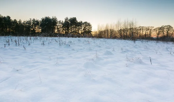 Bellissimi campi invernali e alberi paesaggio — Foto Stock