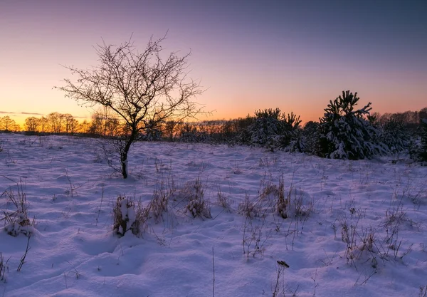 Gyönyörű téli mezők és a fák a táj — Stock Fotó