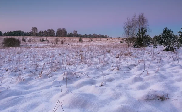 Krásné zimní polí a stromů na šířku — Stock fotografie