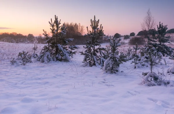 Красиві зимові поля та пейзажі дерев — стокове фото