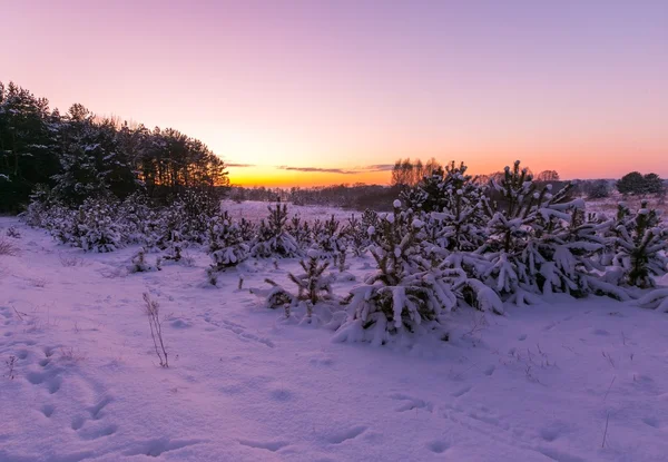 Красиві зимові поля та пейзажі дерев — стокове фото