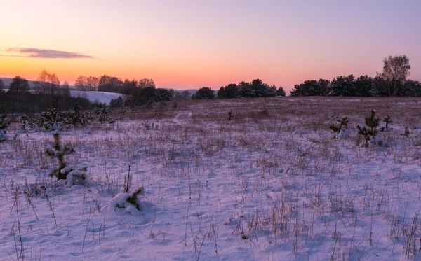 Belos campos de inverno e árvores paisagem — Fotografia de Stock