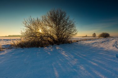 Kış alan solmuş ağaç 