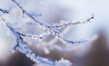 Hoarfrost ağaç dalında üzerinde Kapat.