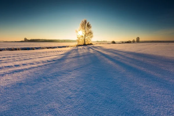 Зимнее поле с засохшим деревом — стоковое фото