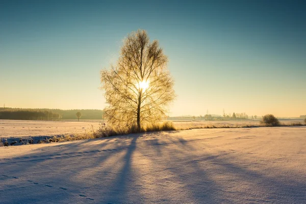 Winter field with withered tree — Stock Photo, Image