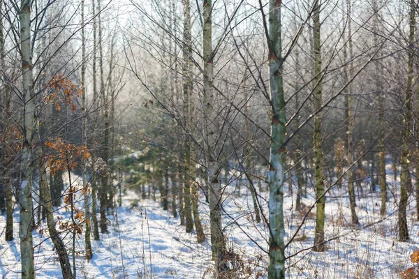 Talvi koivu metsä — kuvapankkivalokuva