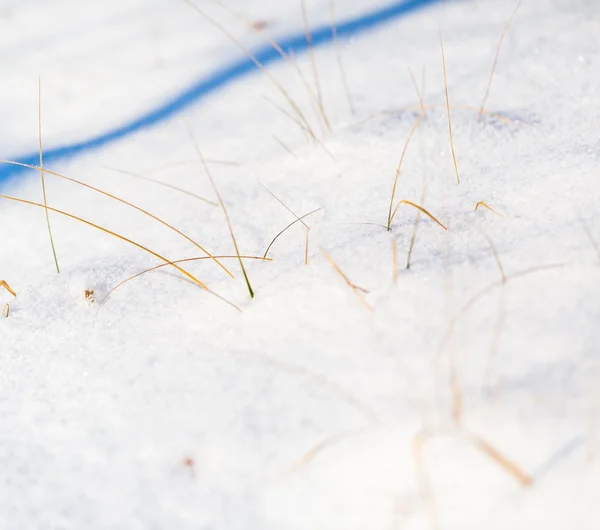 Winter dry grass with rime close up