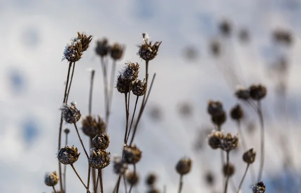 Suché rostliny v zimě s rime zblízka — Stock fotografie