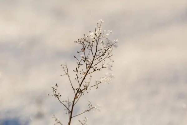 Winter droge planten met rime close-up — Stockfoto