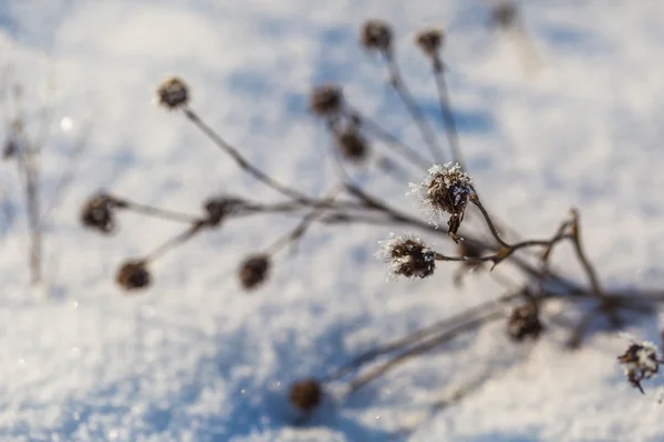 Hiver plantes sèches avec rime fermer — Photo