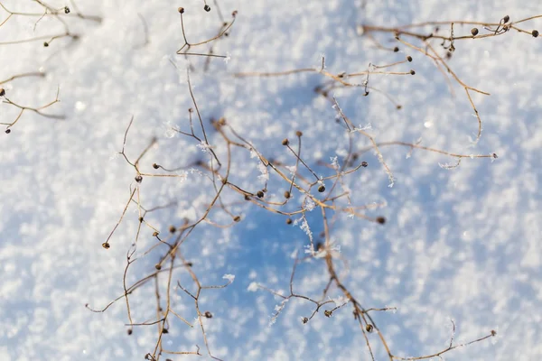 Winter dry plants with rime close up