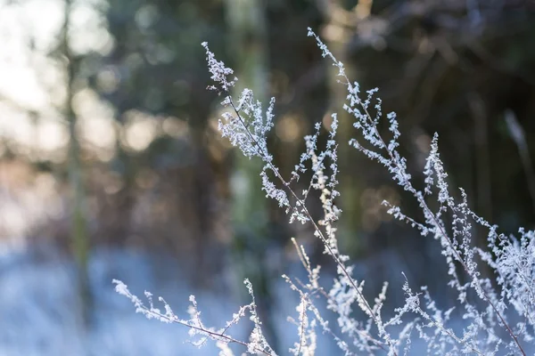 Wintertrockene Pflanzen mit Reif aus nächster Nähe — Stockfoto