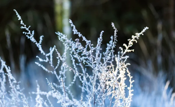 수와 겨울 건조 식물 클로즈업 — 스톡 사진