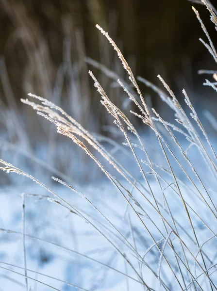 Inverno plantas secas com rime close-up — Fotografia de Stock