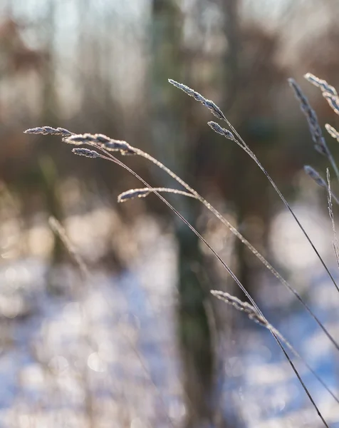 Winter droge planten met rime close-up — Stockfoto