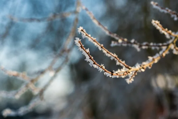 Rimfrosten på trädgren i närbild. — Stockfoto