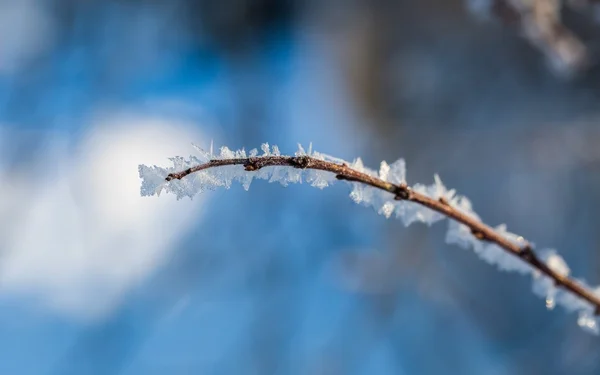 Hoarfrost on tree branch in close up. — Stock Photo, Image