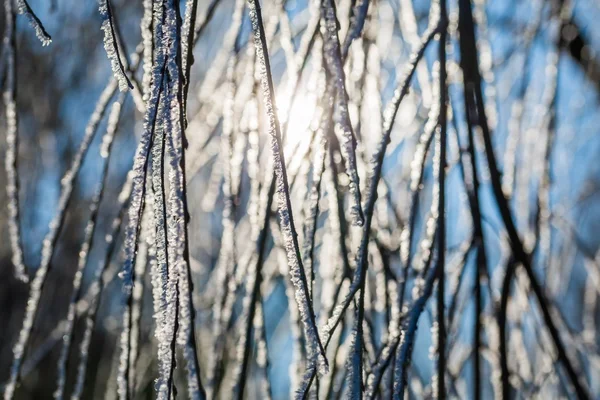 Hoarfrost on tree branch in close up. — Stock Photo, Image