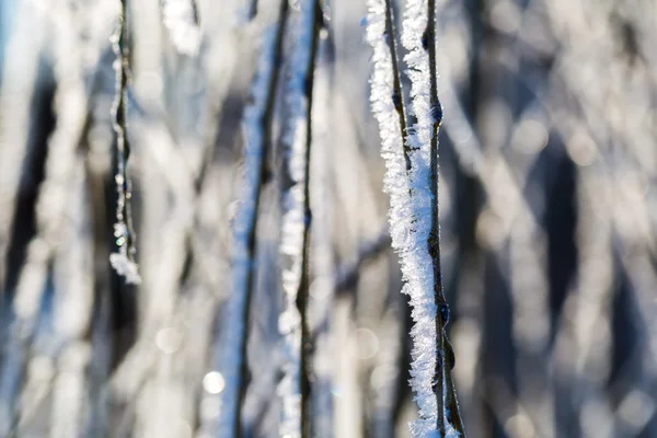 Hoarfrost no galho da árvore em close . — Fotografia de Stock