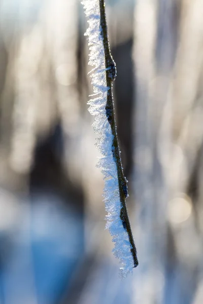 Hoarfrost sul ramo dell'albero in primo piano . — Foto Stock