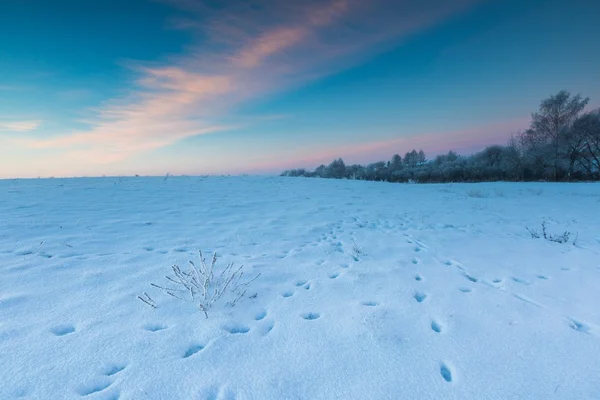 Vackra kall morgon på snöig vinter landsbygden. — Stockfoto