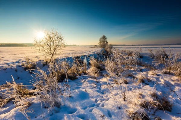 Mooie koude ochtend op besneeuwde winter platteland. — Stockfoto