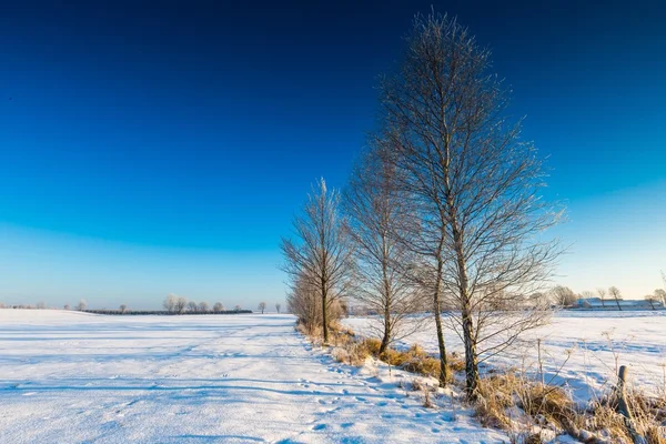 Bela manhã fria no campo de inverno nevado . — Fotografia de Stock