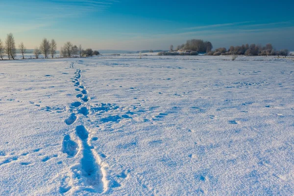 Bela manhã fria no campo de inverno nevado . — Fotografia de Stock