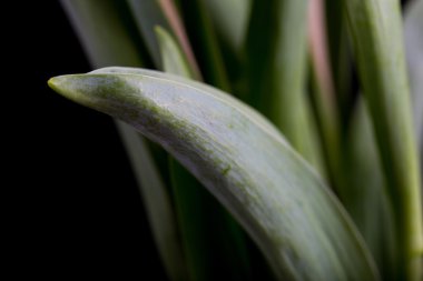 Güzel lale çiçek izole üzerinde siyah arka plan parça