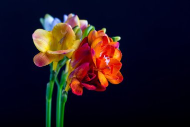 Siyah izole güzel Frezya çiçek buketi