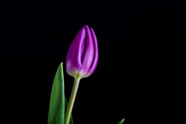 siyah arka plan üzerine izole güzel Lale çiçek