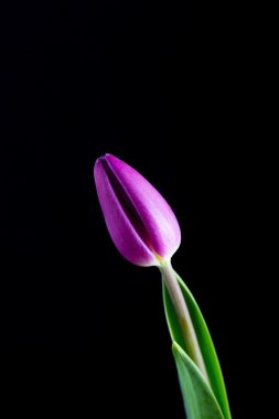 siyah arka plan üzerine izole güzel Lale çiçek