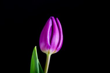 siyah arka plan üzerine izole güzel Lale çiçek