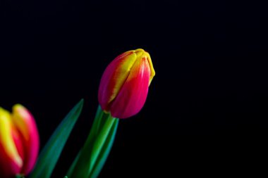 siyah arka plan üzerine izole güzel Lale çiçek