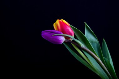 siyah arka plan üzerine izole güzel Lale çiçek