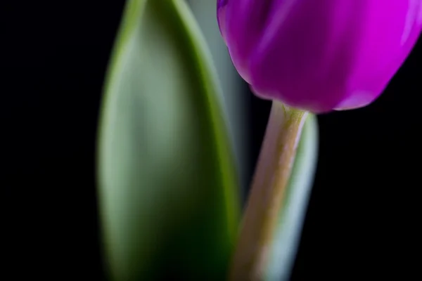 Hermosas flores de tulipán pieza aislada sobre fondo negro — Foto de Stock