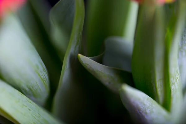 Vackra tulpaner blommor bit isolerade på svart bakgrund — Stockfoto