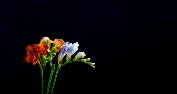 Prachtige fresia's bloemen boeket geïsoleerd op zwart — Stockfoto