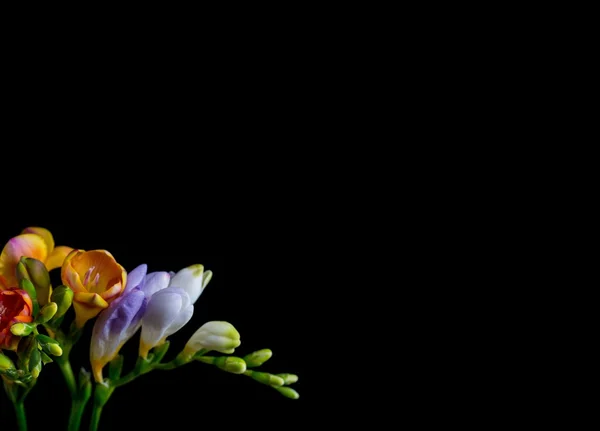 Prachtige fresia's bloemen boeket geïsoleerd op zwart — Stockfoto