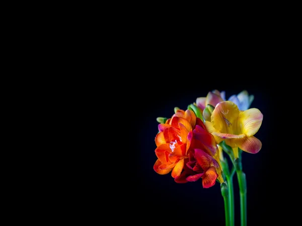 Prachtige fresia's bloemen boeket geïsoleerd op zwart — Stockfoto