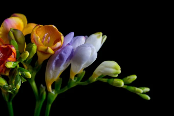 Siyah izole güzel Frezya çiçek buketi — Stok fotoğraf